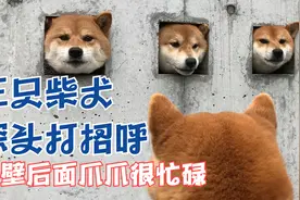 三只柴犬探头与路人打招呼，为啥能火爆全网？揭秘超高人气的秘密图片