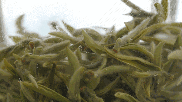 茶叶上的那些“毛毛”，究竟是怎么一回事？