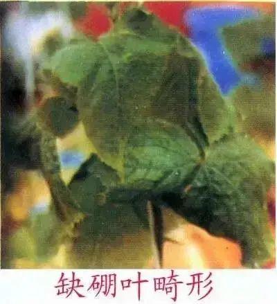 銆屽啘鍖栫鏅€嶆鐗╃己绱犲師鍥犲強 妞嶇墿缂虹礌鐥囩姸瀵圭収琛? onerror=