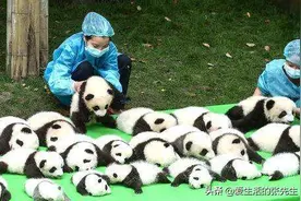 刷新翻看我实时疫情外国人对大熊猫，到底有多喜爱？荷兰这种待遇图片