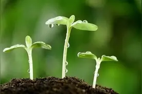 立春之前，务必完成这件事，植物才能长得好图片