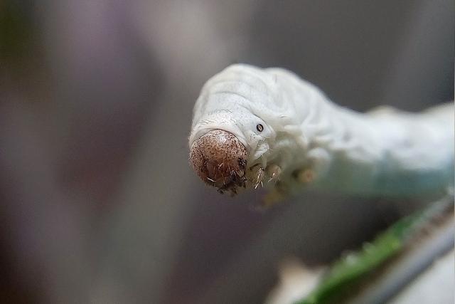 蚕有眼睛吗 蚕有眼睛吗?_品学知识网