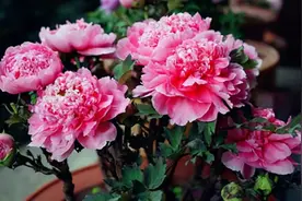 6种长寿花，建议养一盆，养成老桩价值高，开花更有“好兆头”图片