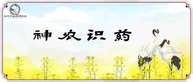 《神农识药》疏调安神汤之五味子