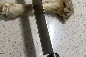 上海骨科医生用电钻打孔吸猪骨髓！网友：看得我膝盖疼图片