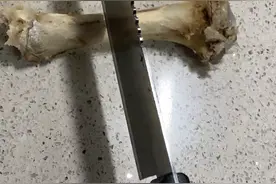 上海骨科医生用电钻打孔吸猪骨髓！网友：看得我膝盖疼图片