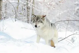 老兵接家眷屯垦北大荒，野狼下山叼走小孩，大嫂拼命追赶狼口救娃图片