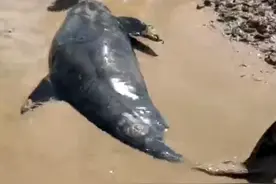 台州12头鲸鱼搁浅：救援人员徒手挖坑，将鲸鱼从搁浅海滩移到岸边百米距离花了两个小时图片