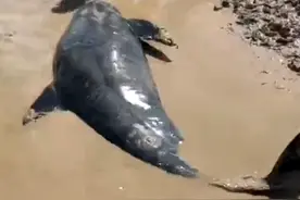 台州12头鲸鱼搁浅：救援人员徒手挖坑，将鲸鱼从搁浅海滩移到岸边百米距离花了两个小时图片