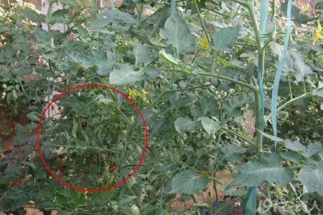 生物刺激素是激素吗？二者有什么区别呢？