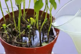 都说淘米水养花好，怎么正确使用却不懂，小心用错了就长毛生虫图片