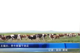 王福文：养牛致富干劲足图片