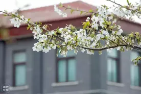 快去！许昌学院樱花开啦！图片