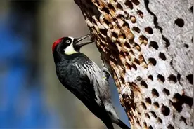 鸟设彻底崩塌！啄木鸟有多狠远超想象，只不过一个优点被无限放大图片