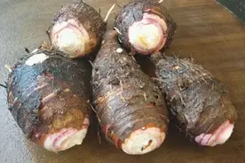 味美的香芋也能盆栽，准备3颗种芋，6个月就能收获图片