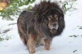 流浪藏獒如果出现在非洲草原，是如王者降临，还是会被狮子捕杀？图片