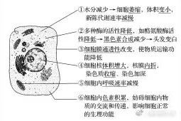 高中生物必修第一册《​第3、4节细胞的衰老、凋亡和癌变》教案图片