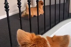 狗狗为何趴在地上前行？看了看一旁的短腿柯基，似乎明白了什么图片