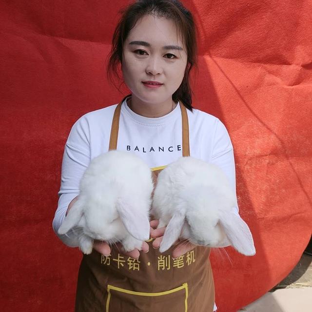 浅谈春天养兔注意事项