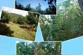 悠悠东山春梦 遥遥磨盘煽情图片