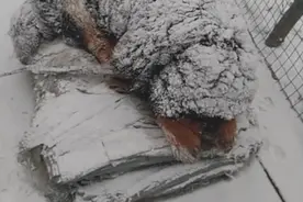 是谁在冬天“杀死”了楼下的流浪狗？图片