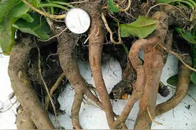 农村这种野菜，人称“野菠菜”，牛羊都不吃，价值却很高图片