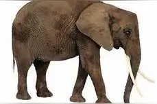 动物诉苦大会图片