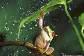 刚刚入伏，各地雨水不断，看看老祖宗留下的农谚，将有什么预兆？图片