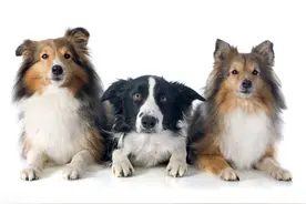 牧羊犬咬死了一只狼后身受重伤，内脏流了一地，主人拿刀杀了它图片