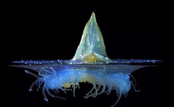 还有一种水母叫立方水母,它才是水母里面最毒的品种