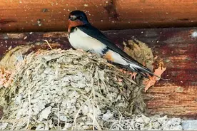 燕子为什么喜欢在人类屋檐下筑巢？燕子来家里搭窝是好是坏？图片