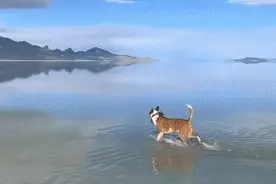 猫狗双全的神仙生活，你酸了吗？反正我已经成一个柠檬精了！图片
