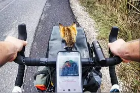 花臂小哥遭小奶猫碰瓷，最后驮着猫走遍了全世界图片