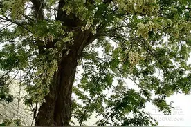 中篇小说《大黑》连载1-2图片