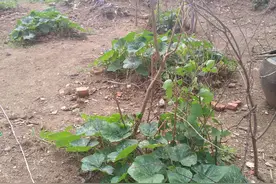 高温多湿，南瓜发生瓜蚜虫危害，仅需5个措施可有效解决图片