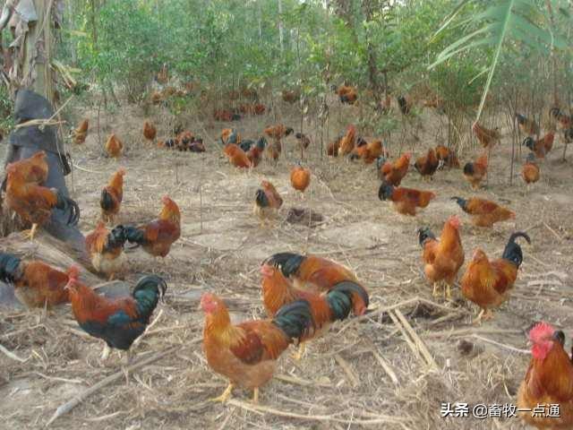 如何配制肉鸡各阶段日粮？