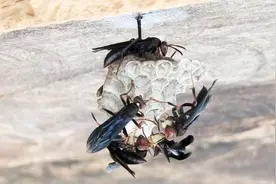 实拍马蜂建造巢穴过程视频封面