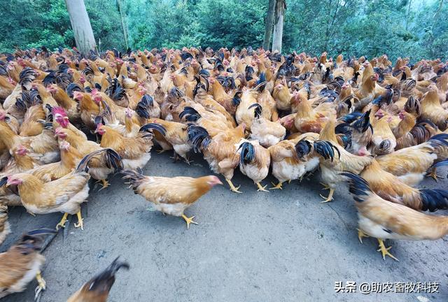 研究表明发酵饲料具有改善氨基酸、脂肪酸，肌肉理化特性及风味