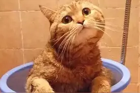 橘猫出去鬼混导致怀孕，2月后生下一看：给100万都不卖图片