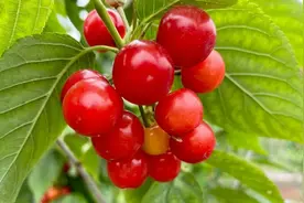 恩桃儿熟了，桑泡儿紫了！拿上这份《乐山4月超全采摘地图》出发！图片