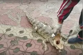 不足1米的鳄鱼幼崽死于水库，这是又一起放生不当成为杀生的悲剧图片