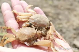 “六月黄”抢先预定！带你探秘大闸蟹生长周期图片