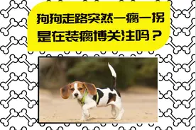 【医知宠】狗狗突然瘸行是扮可怜？或是它发出的求救信号视频封面