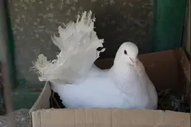 广州一居民楼顶养鸽扰民，邻居诉至法院，法院这样判图片