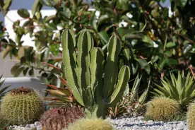 50种仙人掌大全(上），内附美图图片