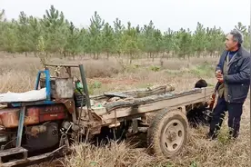 70亩松树林全砍掉！究竟啥原因？听听砍树大伯咋说视频封面