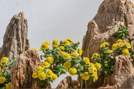 盆景菊繁殖育苗，多头盆景菊造型，自己动动手，高颜值随你而来图片