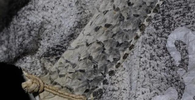 如何泡发干鱼皮 2026年怎么泡发干鱼皮