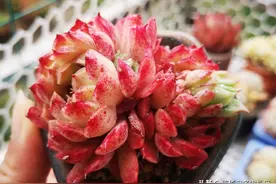 夏天多肉茎秆发黑，可以这样判断是不是黑腐，然后再做相应的处理图片