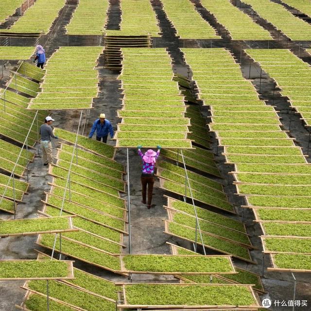 六大茶类通识：万字长文，一篇看懂：什么是白茶